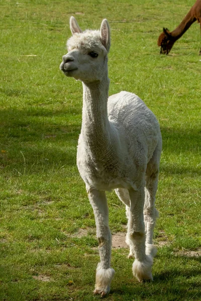 Tiro Close Uma Bela Alpaca Branca Jovem — Fotografia de Stock