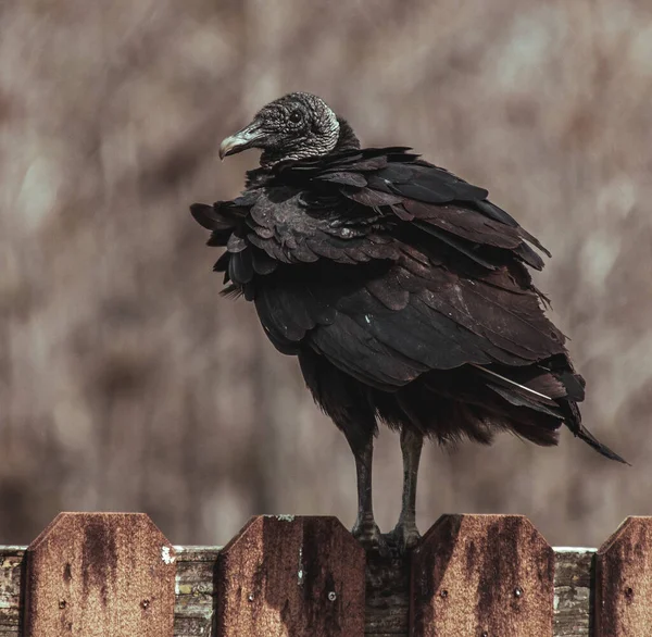 Черноголовый Орёл Небе — стоковое фото