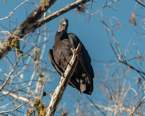 Pták Větvi Stromu Kruger National Park Jižní Afrika — Stock fotografie