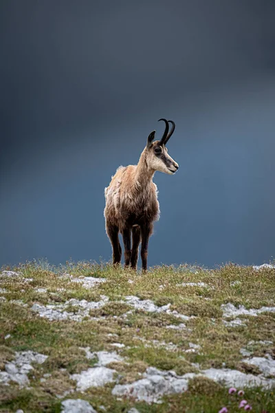 山のヤギの美しい景色 — ストック写真