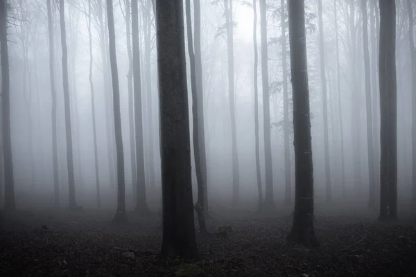 Forêt Brumeuse Dans Brouillard — Photo