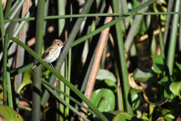 Pájaro Sobre Fondo Verde —  Fotos de Stock