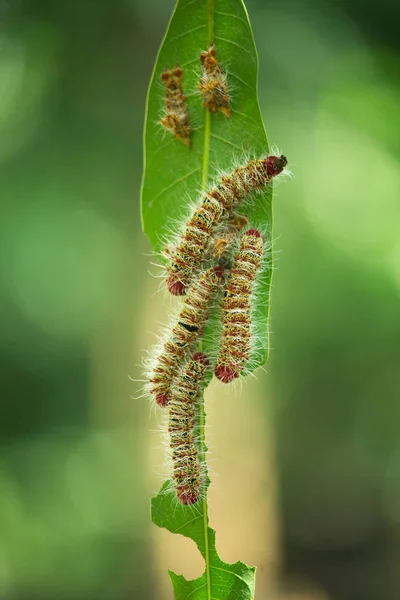 나뭇가지에 애벌레 — 스톡 사진
