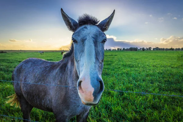Vacker Svart Och Vit Häst Grön Äng — Stockfoto