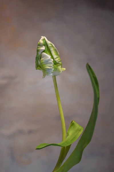 Schöne Botanische Aufnahme Natürliche Tapete — Stockfoto