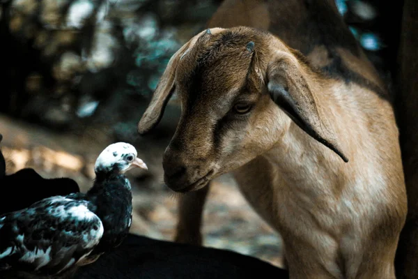 Closeup Shot Cute Baby Goat Birds — Stock Photo, Image