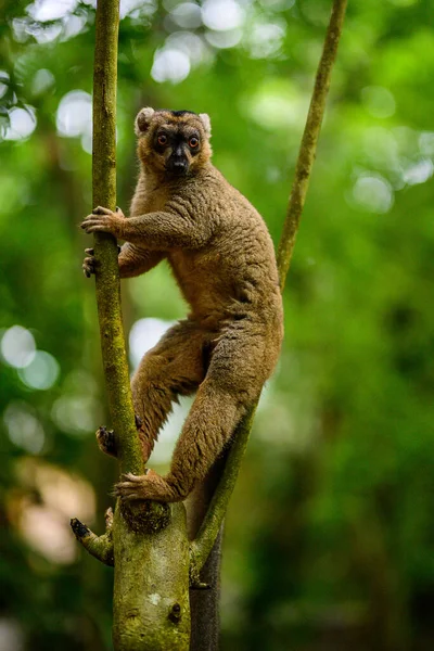Närbild Bild Söt Lemur Träd — Stockfoto