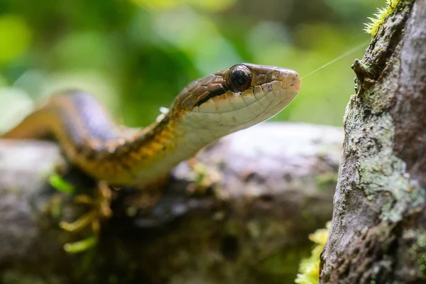 Nahaufnahme Einer Grünen Schlange Auf Einem Baum — Stockfoto