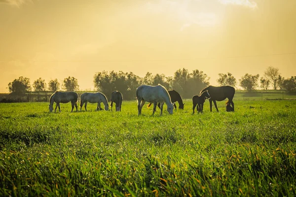 Herd Horses Pastzing Sunset — стоковое фото