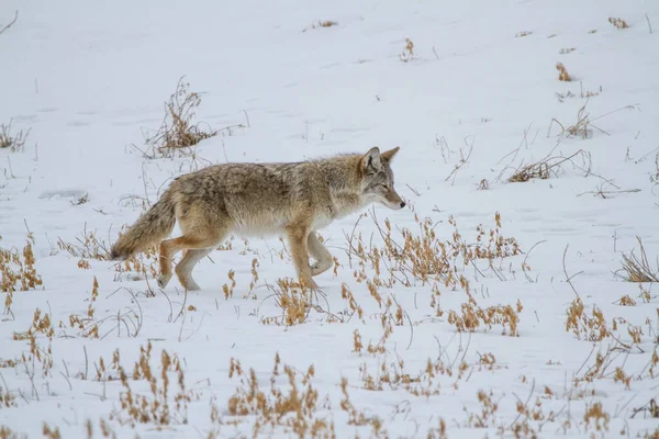 Coyote Sneeuw — Stockfoto