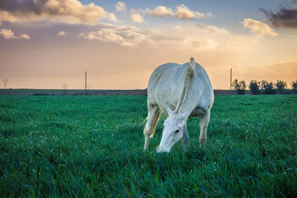 Caballo Campo —  Fotos de Stock