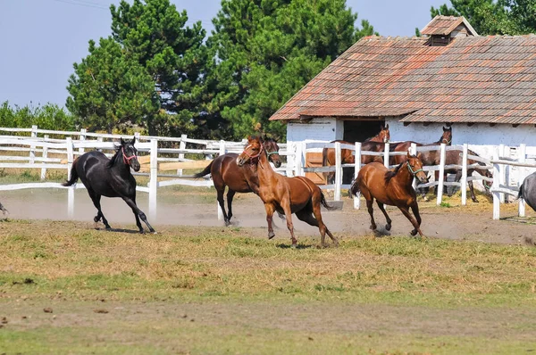 Vackra Hästar Hagen — Stockfoto