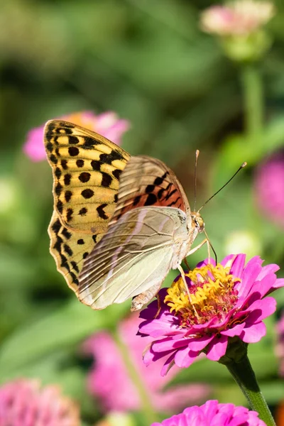 Beau Papillon Rose Dans Prairie Verte — Photo