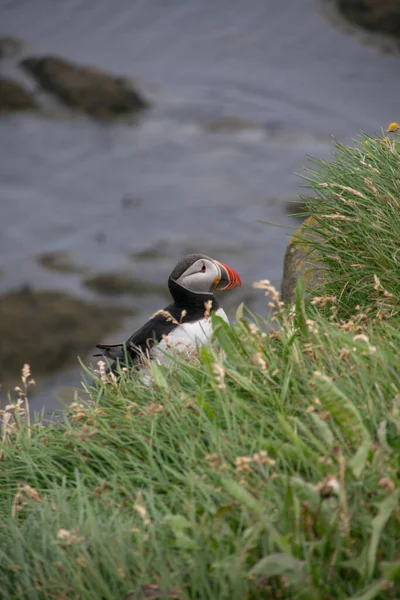 Une Belle Vue Oiseau — Photo