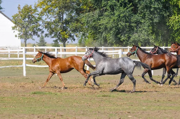 Cavalli Nel Paddock — Foto Stock