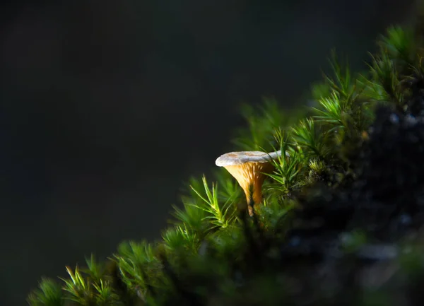 Svamp Skogen — Stockfoto