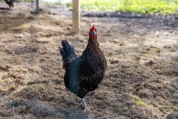 Pollo Granja —  Fotos de Stock