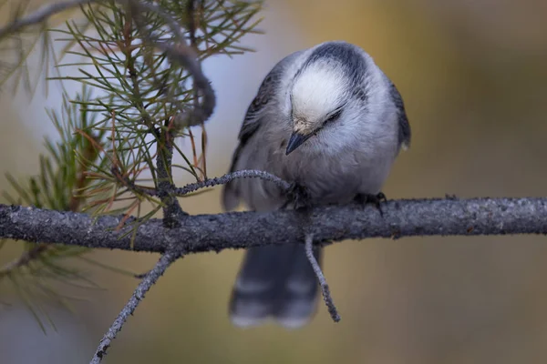 Oiseau Sur Une Branche — Photo