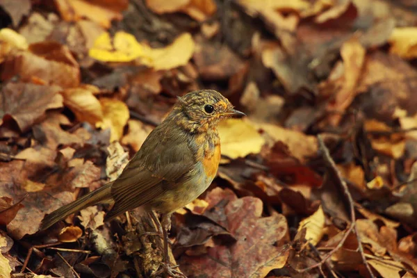 Bel Oiseau Dans Forêt — Photo