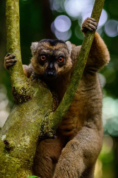 Zbliżenie Strzał Słodkie Lemur Drzewo — Zdjęcie stockowe