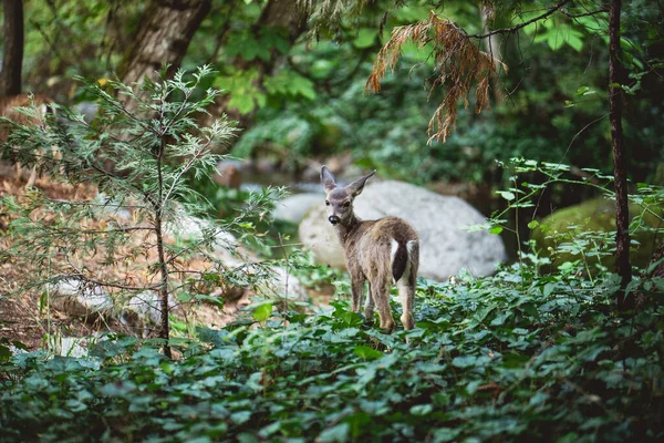 Veados Floresta — Fotografia de Stock