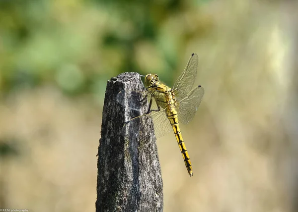 Close Dragonfly Branch — стоковое фото