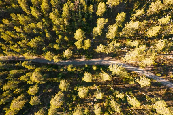 Воздушный Вид Лес Осенний Сезон — стоковое фото
