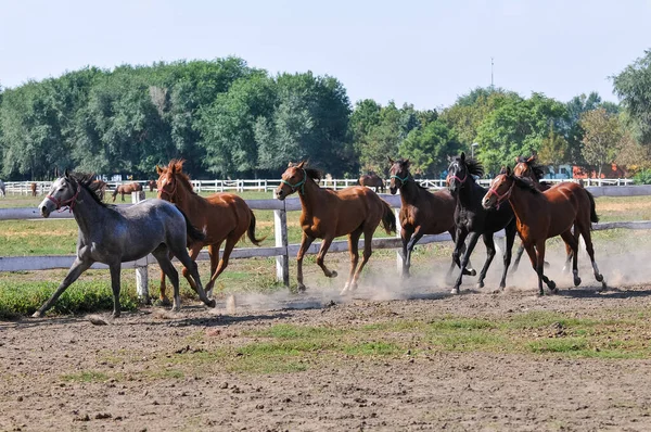 Chevaux Dans Champ — Photo