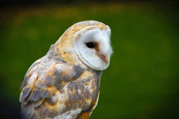 Owl Forest — Stock Photo, Image