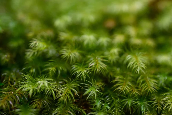 Зелене Листя Флора Листя — стокове фото