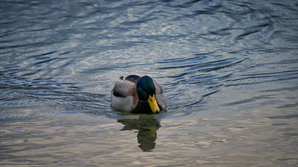 Beautiful View Duck Swimming Lake — Stock Photo, Image