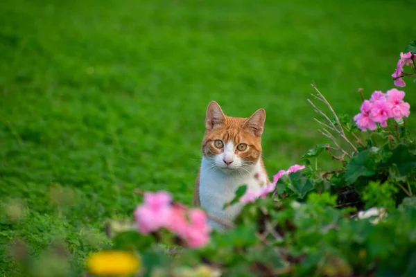 Милий Кіт Саду — стокове фото