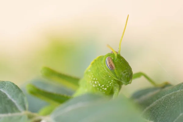 초록색 메뚜기를 클로즈업 — 스톡 사진
