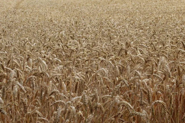 Vetefält Jordbruk Jordbruk — Stockfoto