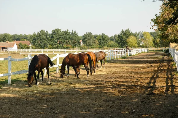 Hermosos Caballos Paddock —  Fotos de Stock