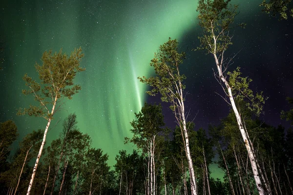 Прекрасный Ночной Вид Лес — стоковое фото