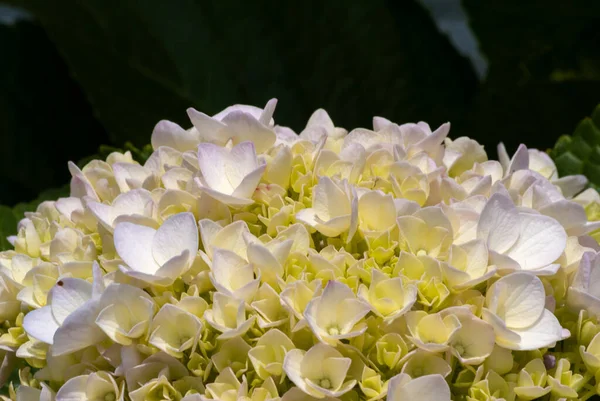 Botanický Záběr Krásná Flóra — Stock fotografie