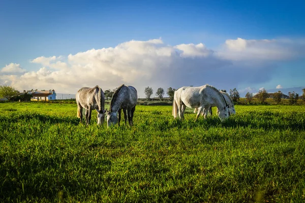 Una Mandria Cavalli Pascolo Nel Campo — Foto Stock