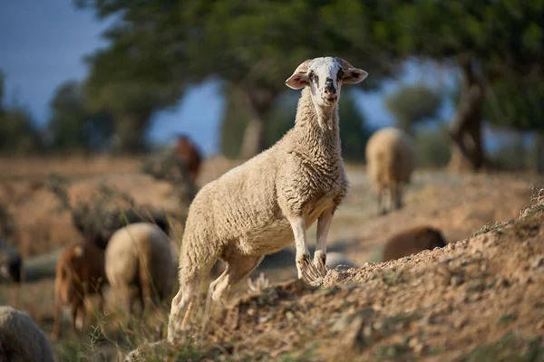 Koyun Tarlada — Stok fotoğraf