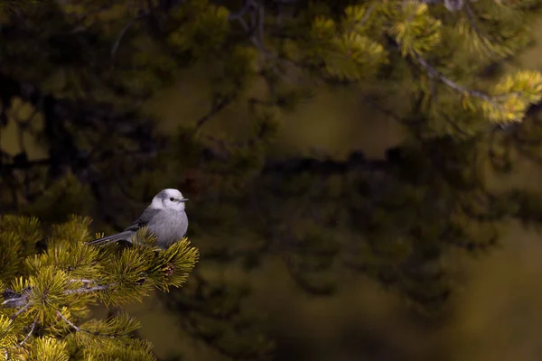 Uccello Ramo Albero Nella Foresta — Foto Stock