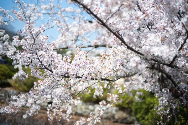Beautiful Blooming Cherry Tree Spring — Stock Photo, Image