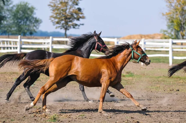 Beaux Chevaux Dans Paddock — Photo