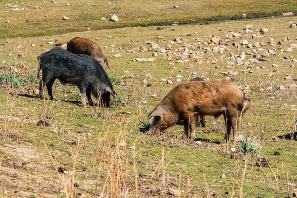 山中的一群野猪 — 图库照片
