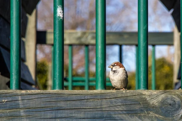 Bir Kuş Bahçede Çitin Üzerinde Oturuyor — Stok fotoğraf