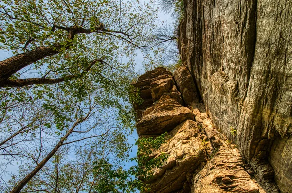 Eine Vertikale Aufnahme Eines Baumstammes Wald — Stockfoto