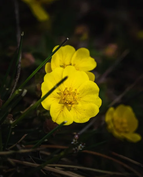 Hermosas Flores Jardín — Foto de Stock