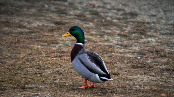 Canard Sur Lac — Photo