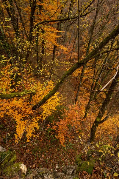 Forêt Automne Avec Des Arbres Jaunes Automne — Photo