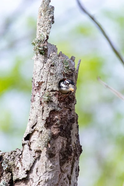 在树上拍到的鸟的特写镜头 — 图库照片
