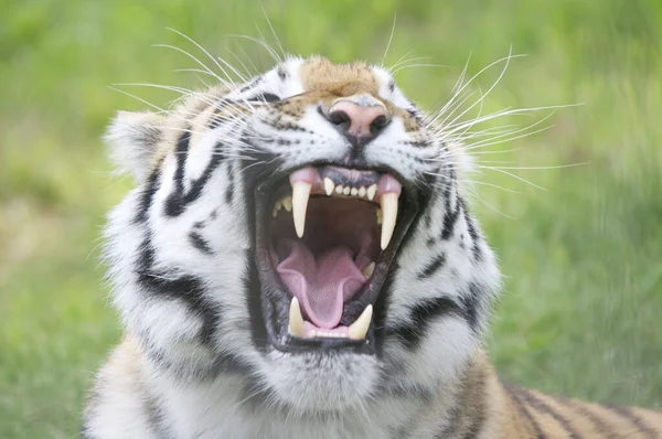 Porträt Eines Schönen Tigers — Stockfoto